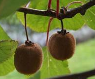 arbol kiwi hayward